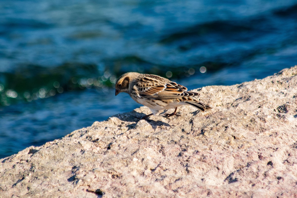 Lapland Longspur - ML624565918