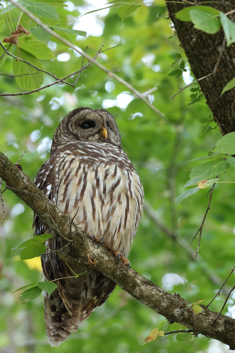 Barred Owl - ML624566021