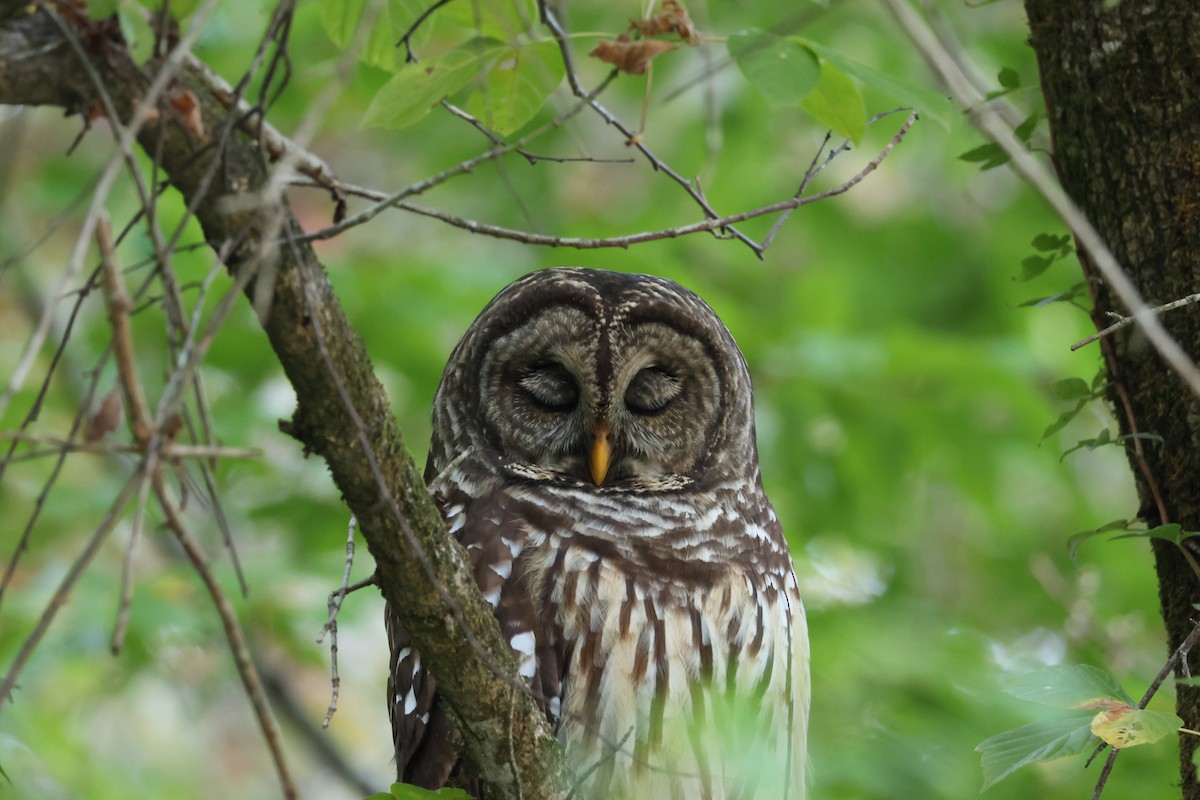 Barred Owl - ML624566042