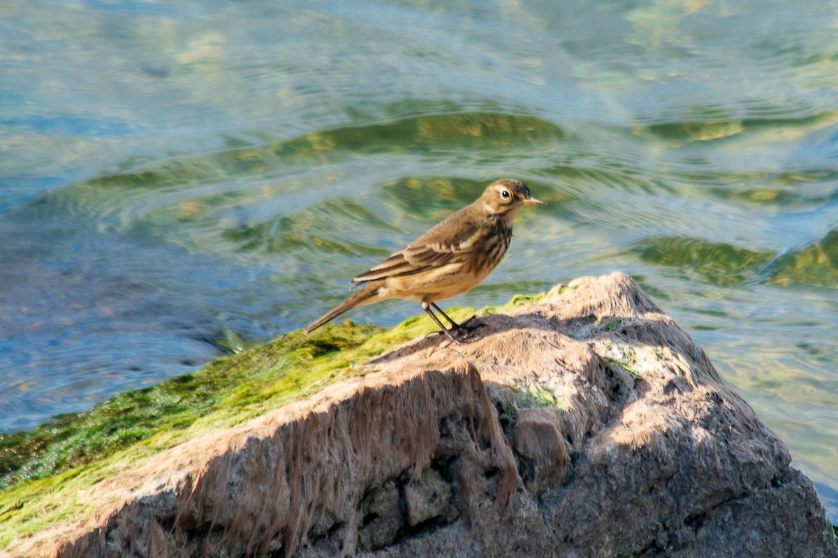 American Pipit - ML624566057