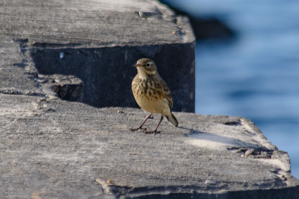 American Pipit - ML624566058