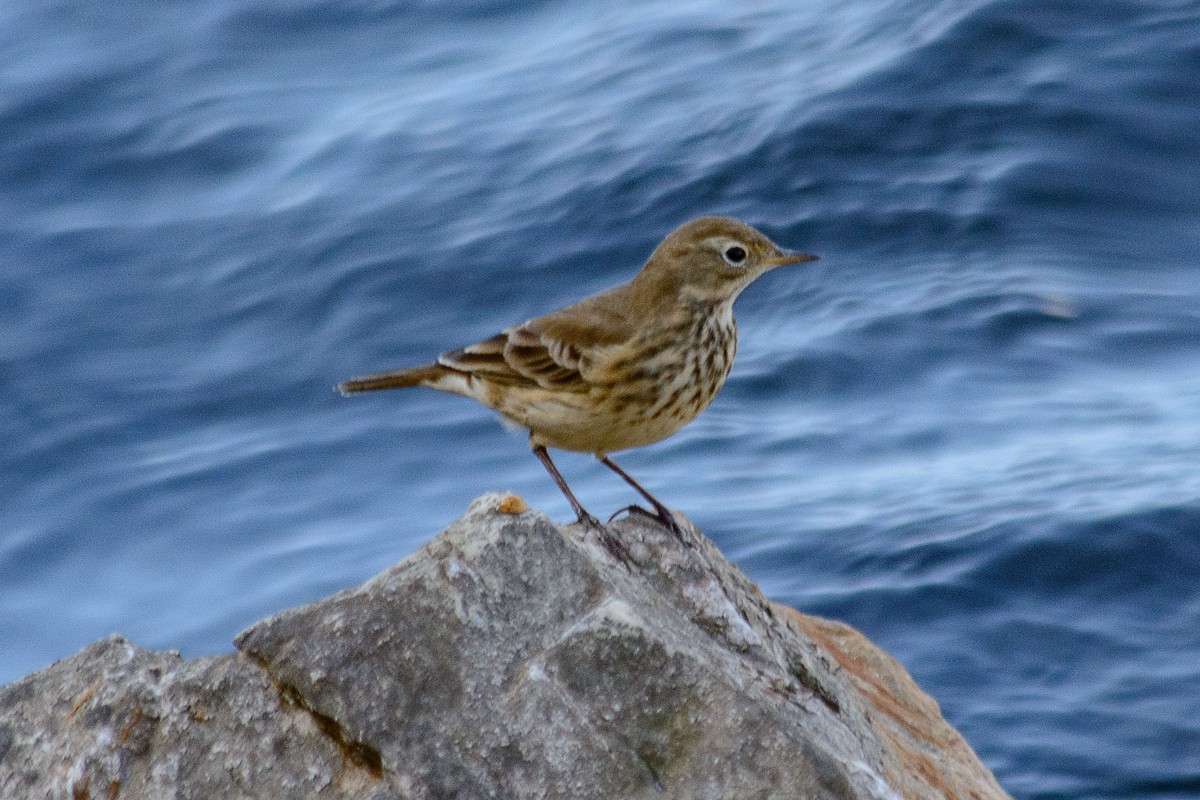 American Pipit - ML624566059