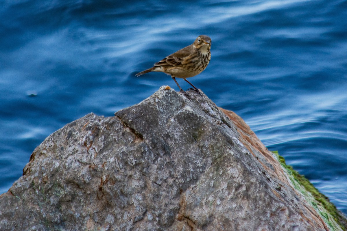 American Pipit - ML624566064