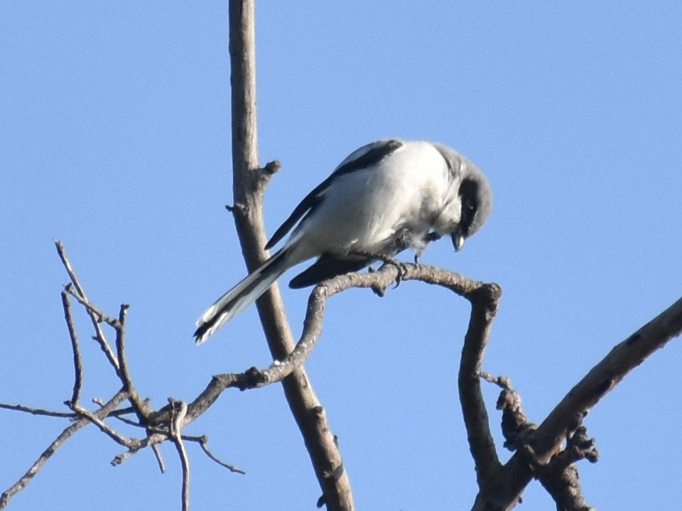 Loggerhead Shrike - ML624566087