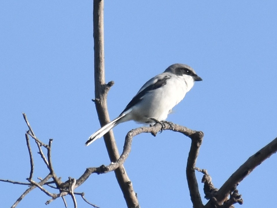 Loggerhead Shrike - ML624566088