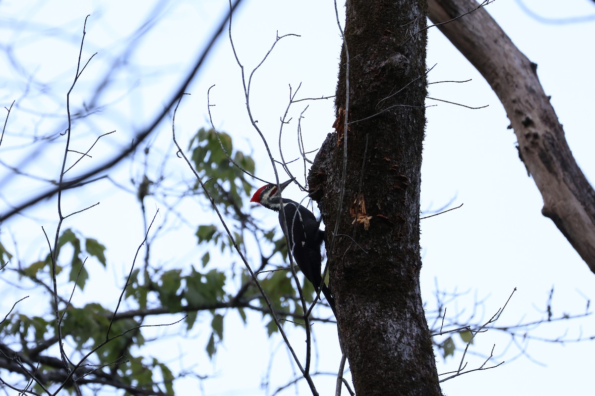 Pileated Woodpecker - ML624566109