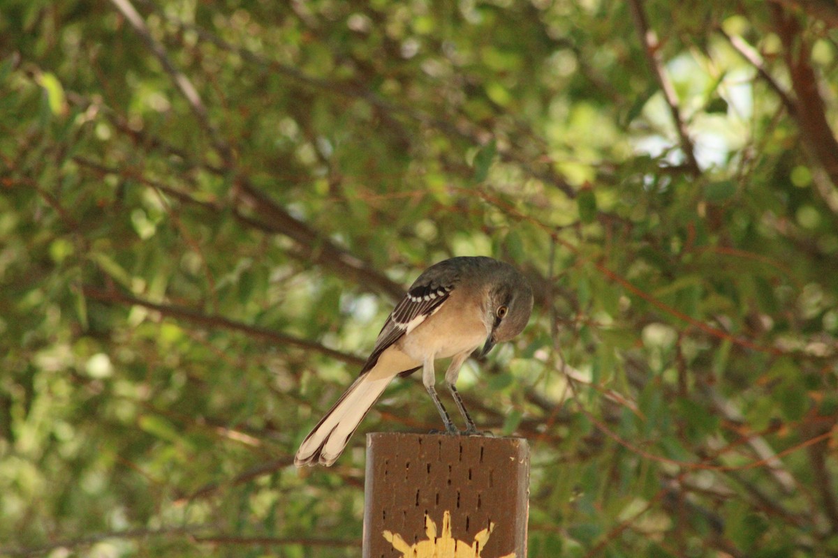 Northern Mockingbird - ML624566116