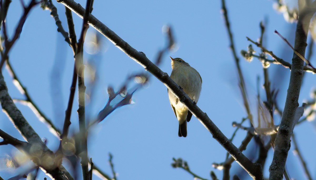 Common Chiffchaff (Common) - ML624566223