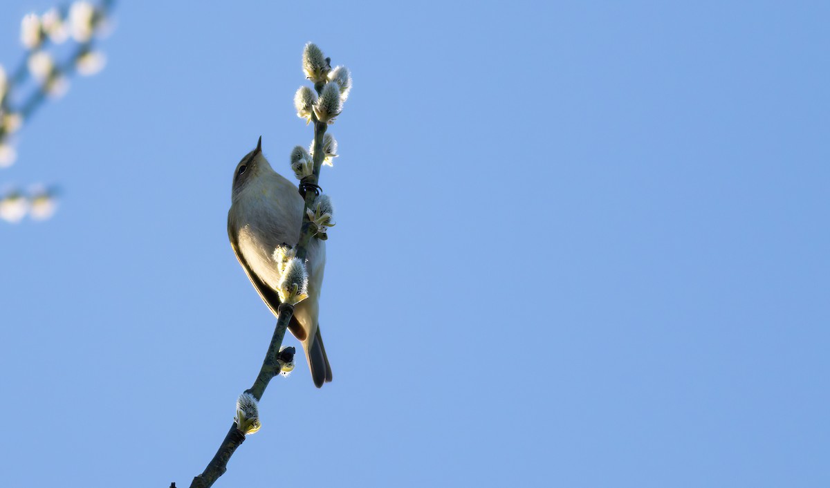 Common Chiffchaff (Common) - Andrew Barski