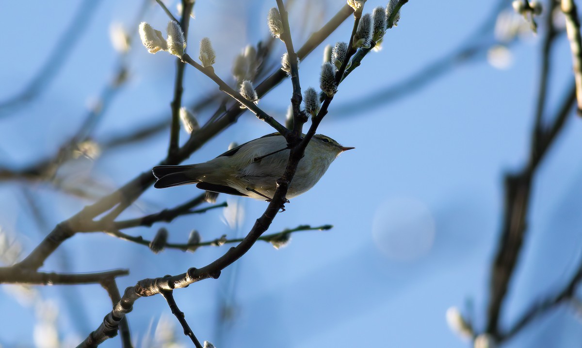 Common Chiffchaff (Common) - ML624566225