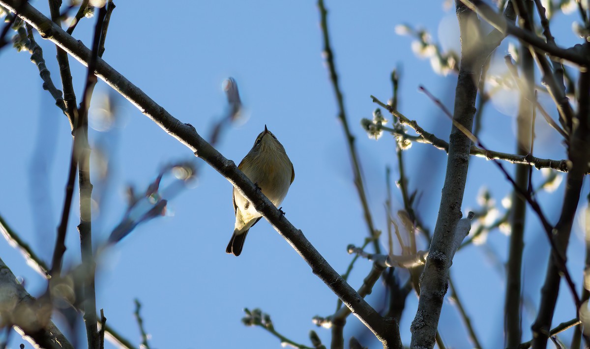 Common Chiffchaff (Common) - ML624566226