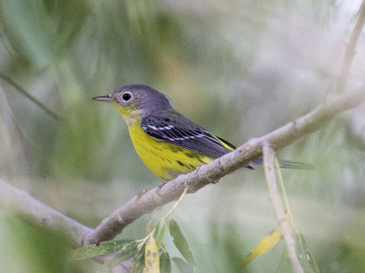 Magnolia Warbler - ML624566258