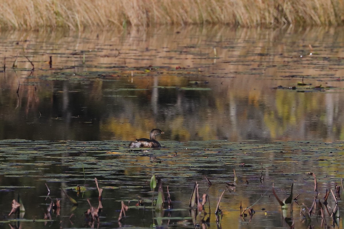 Pied-billed Grebe - ML624566369