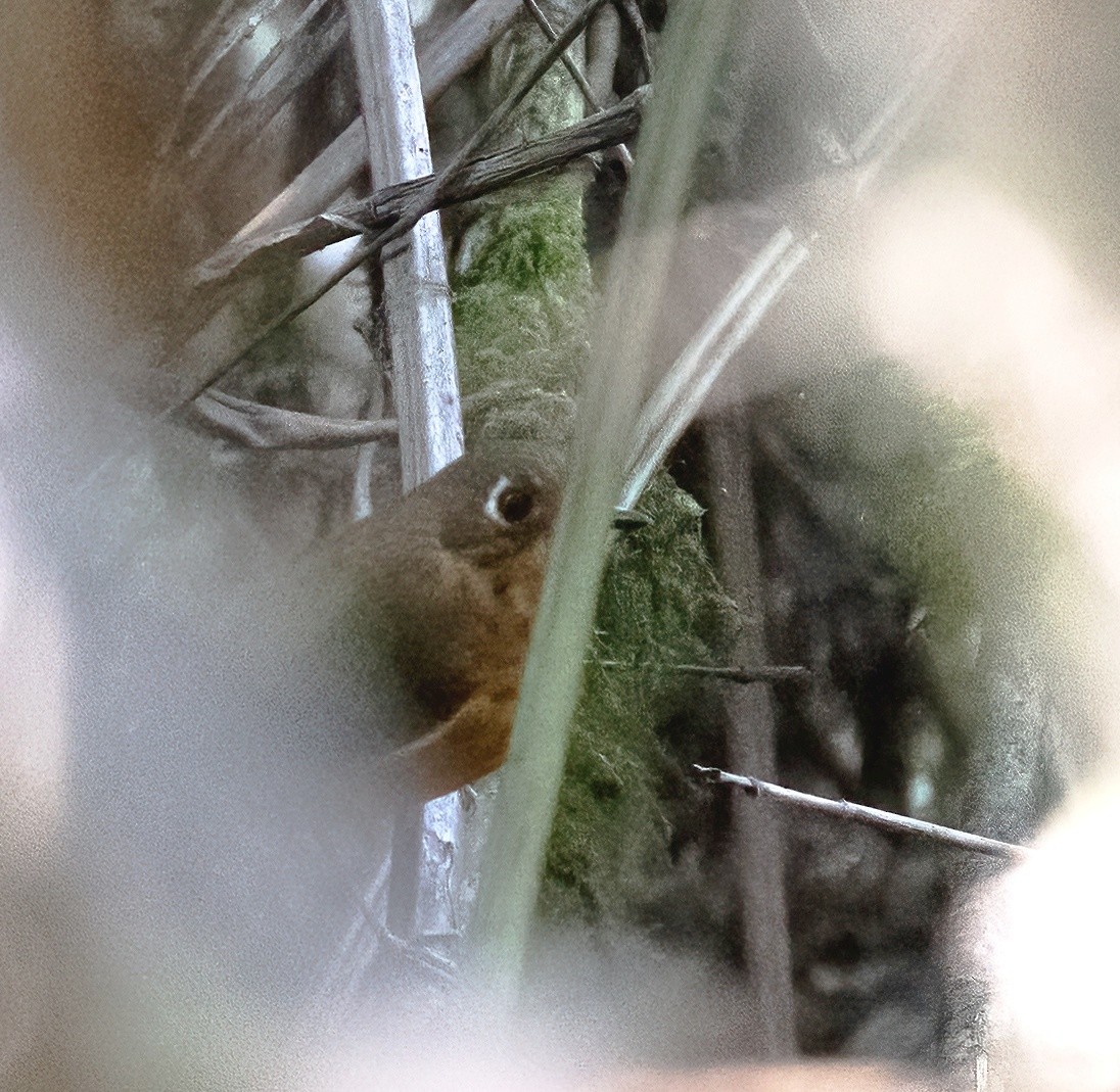 Leymebamba Antpitta - ML624566377