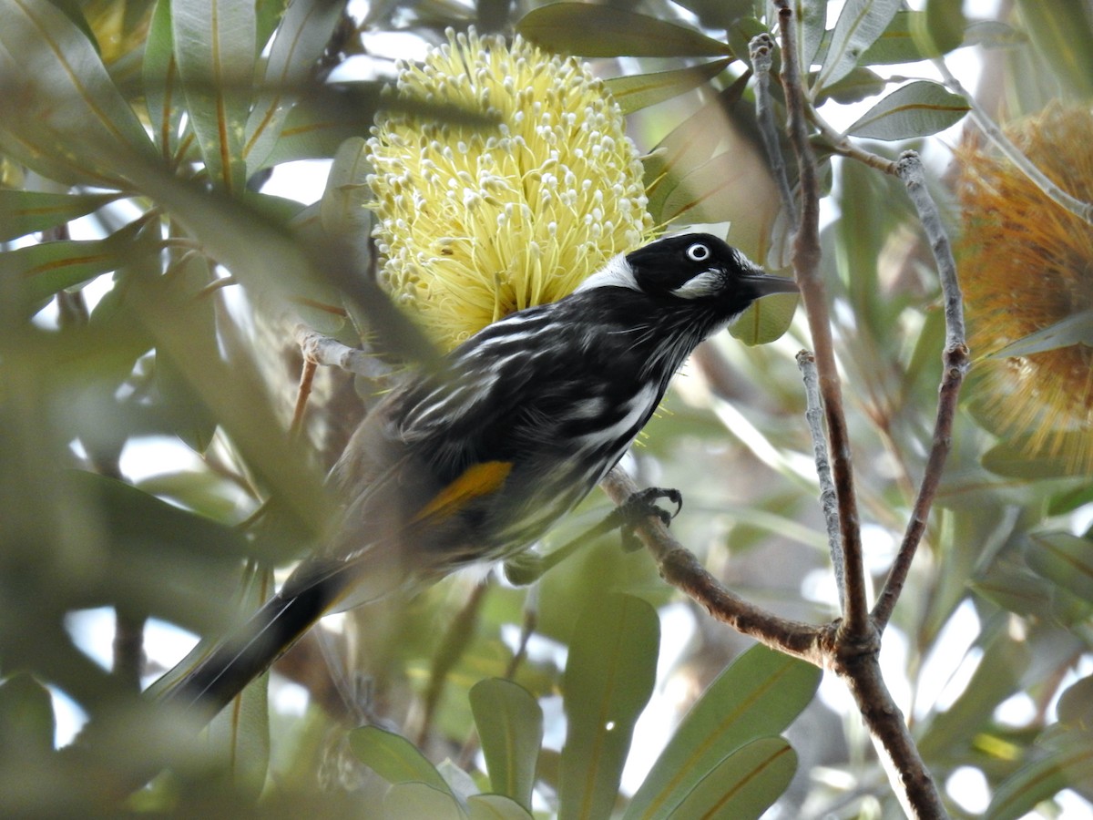 New Holland Honeyeater - ML624566385