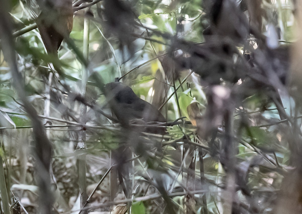 Trilling Tapaculo - ML624566406