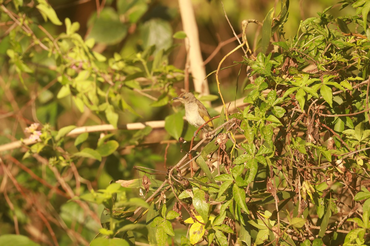 Brown Honeyeater - ML624566415