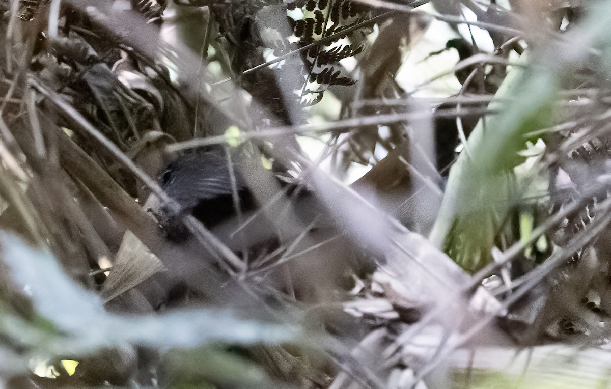 Trilling Tapaculo - ML624566417