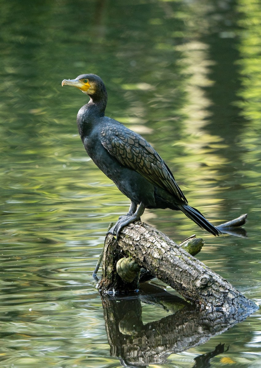 Great Cormorant - ML624566418