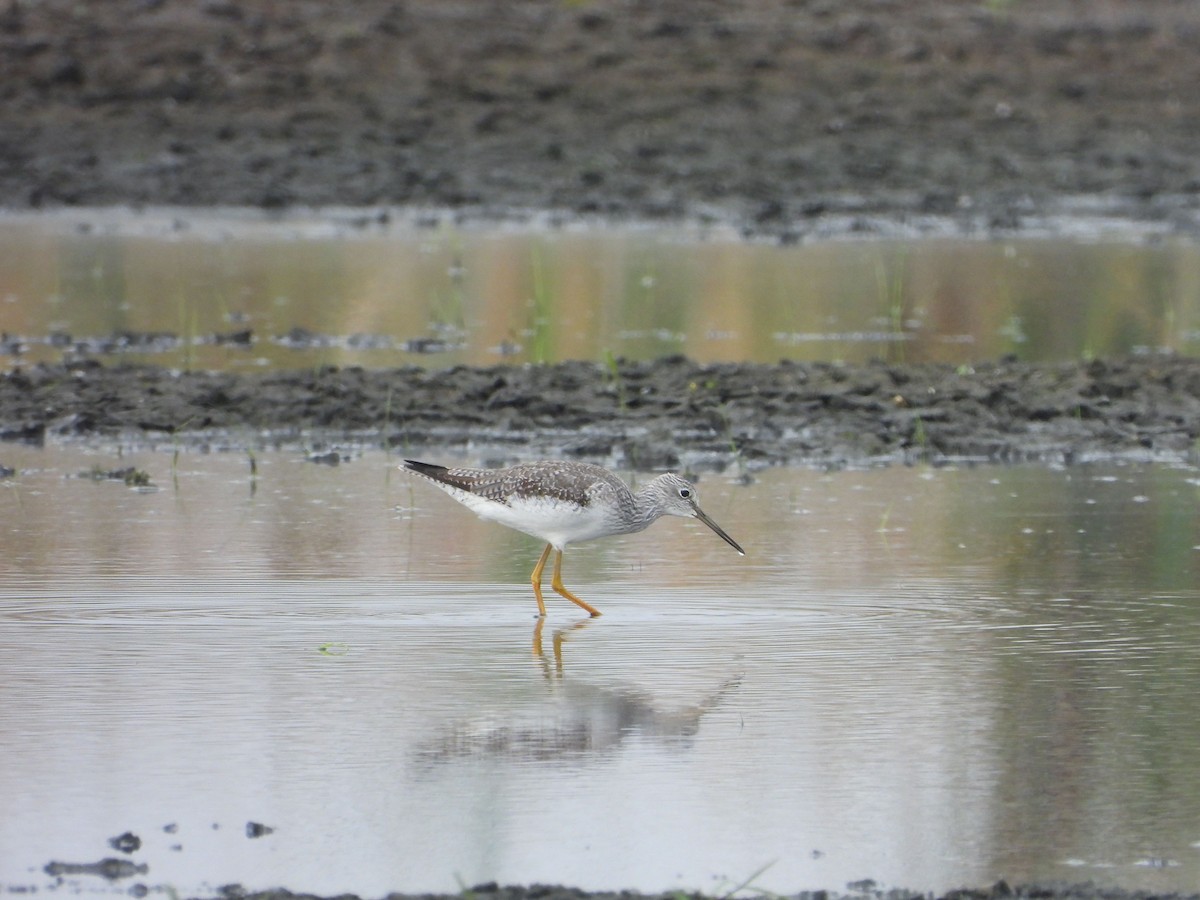 Greater Yellowlegs - ML624566421