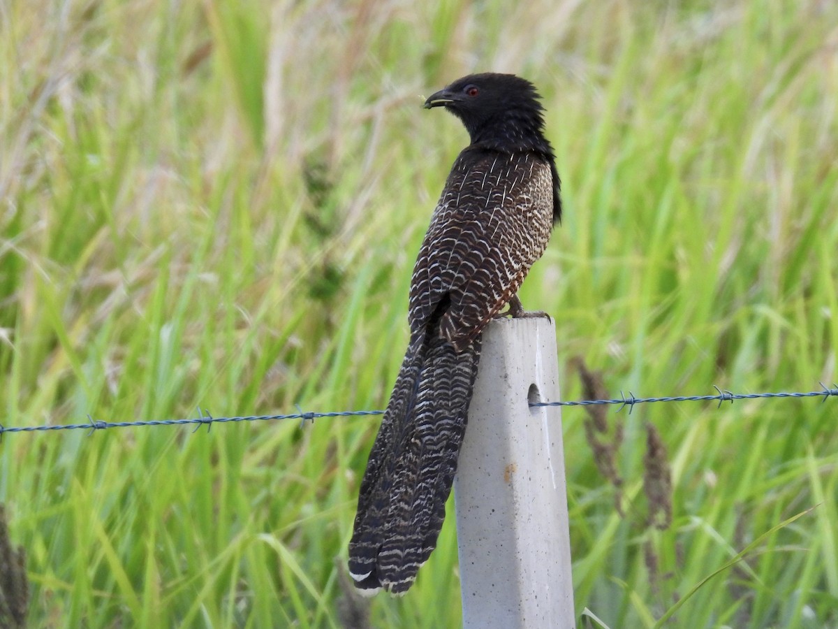 Pheasant Coucal - ML624566427