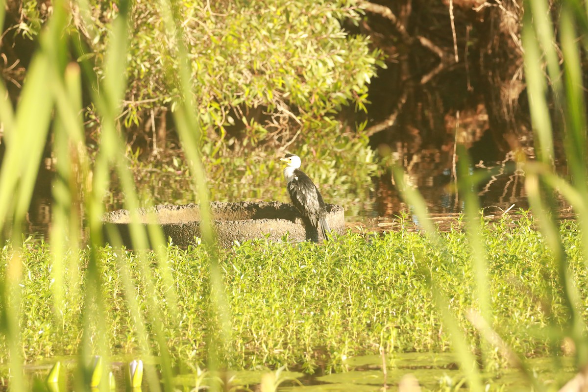 Little Pied Cormorant - ML624566428