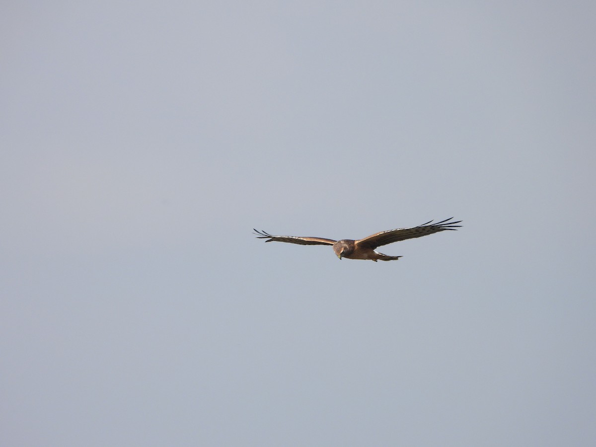 Northern Harrier - ML624566429