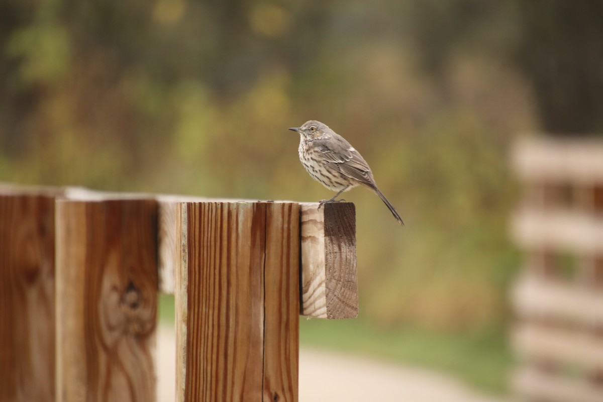 Sage Thrasher - ML624566430