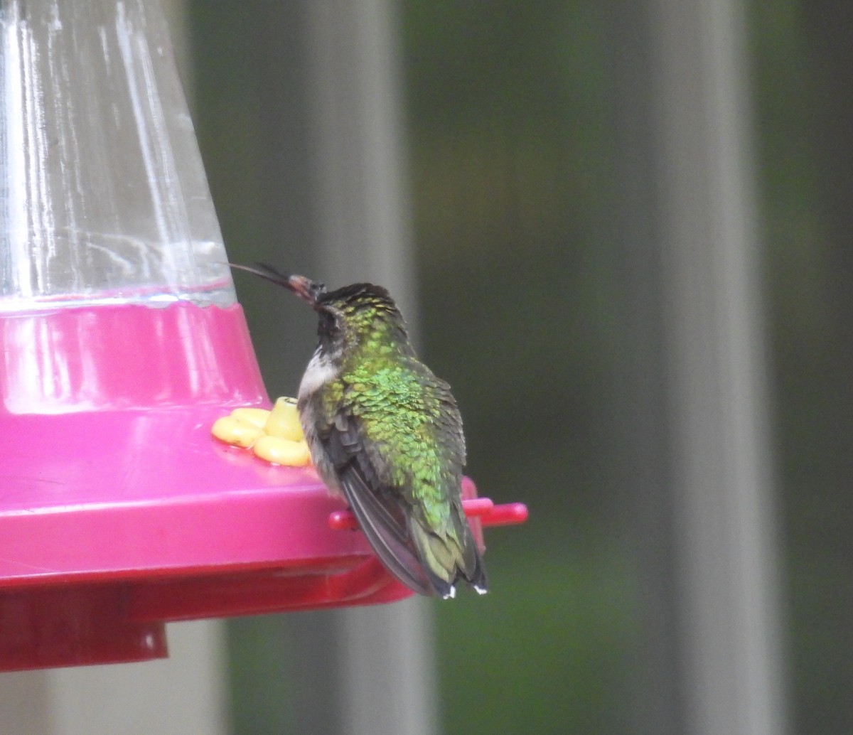 Ruby-throated Hummingbird - ML624566431