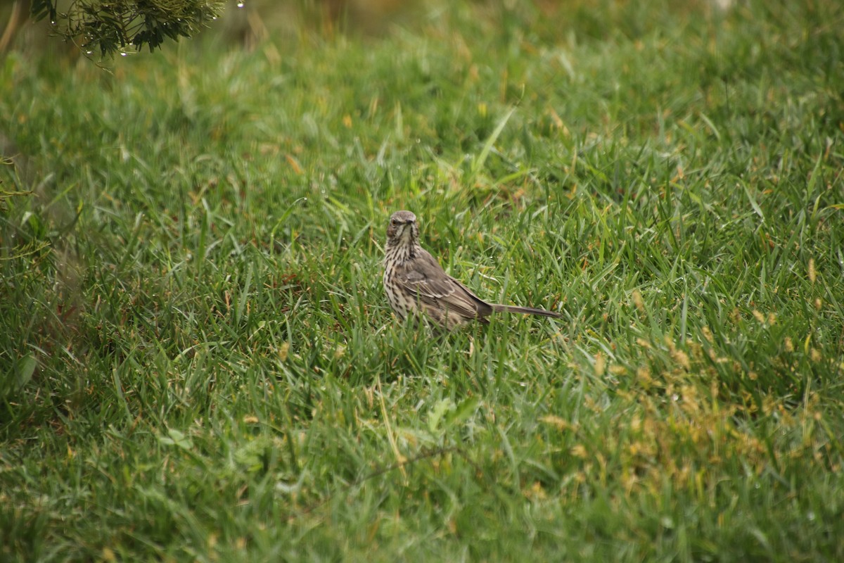 Sage Thrasher - Ted Hartzler