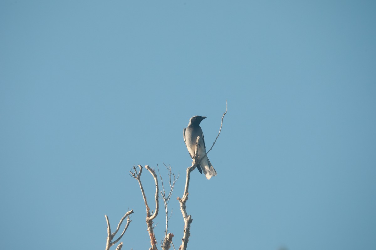 Black-faced Cuckooshrike - ML624566442