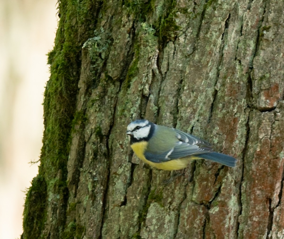 Eurasian Blue Tit - ML624566443