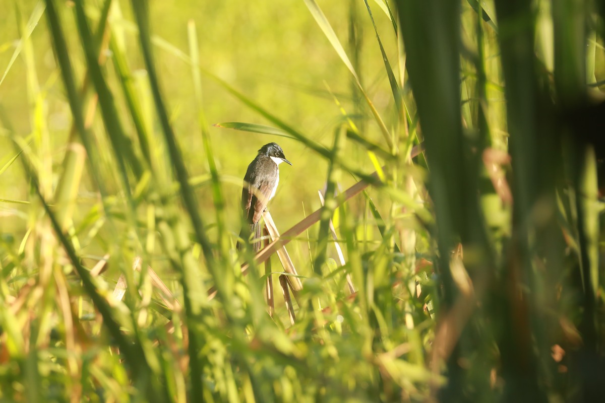 Restless Flycatcher - ML624566444