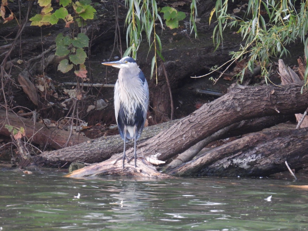 Great Blue Heron (Great Blue) - ML624566445