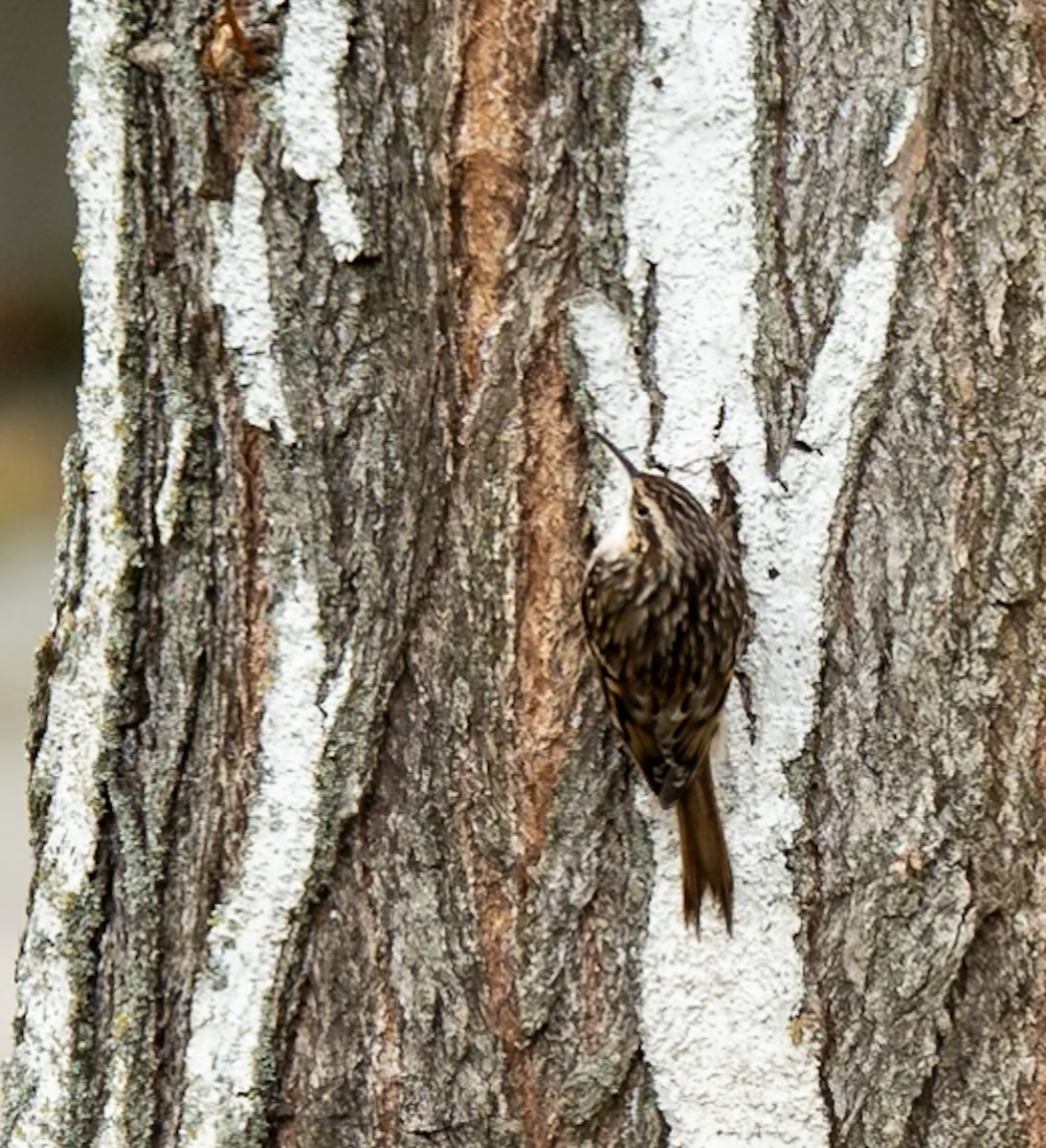 Short-toed Treecreeper - ML624566447