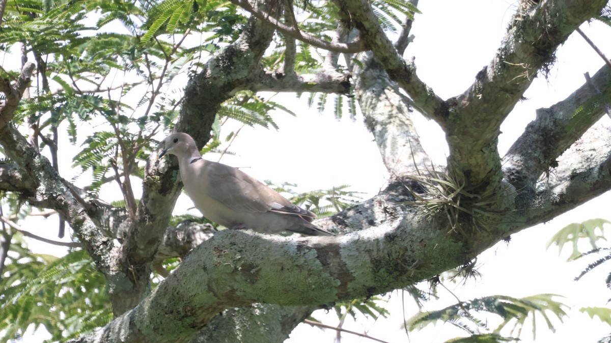 Eurasian Collared-Dove - ML624566448