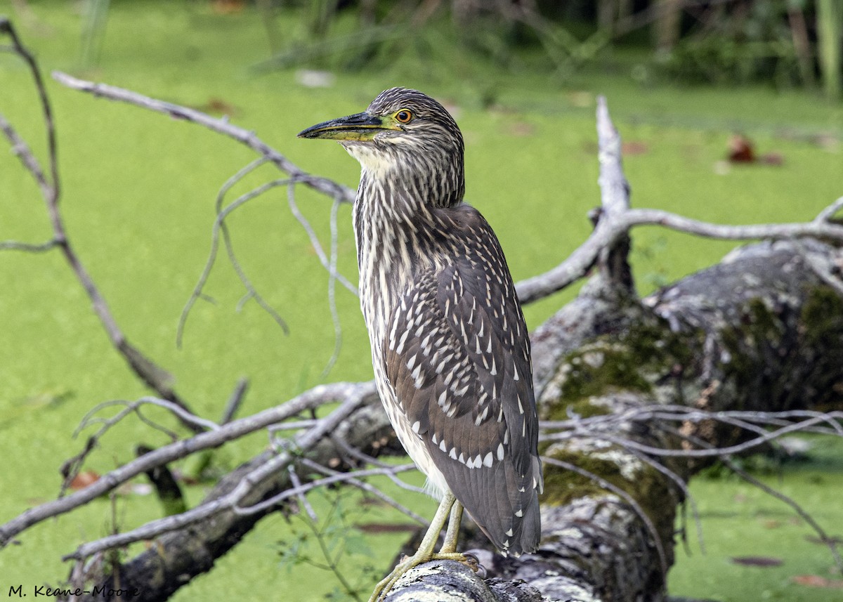 Black-crowned Night Heron - ML624566457