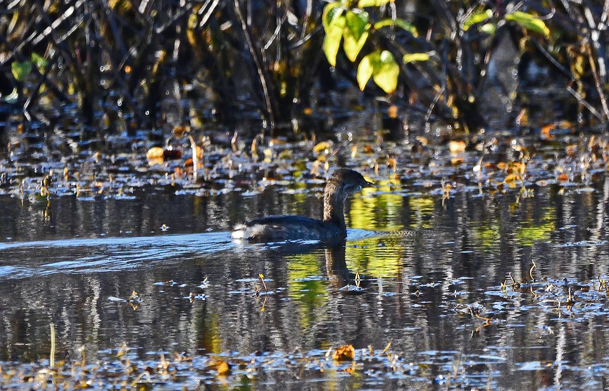 Pied-billed Grebe - ML624566474