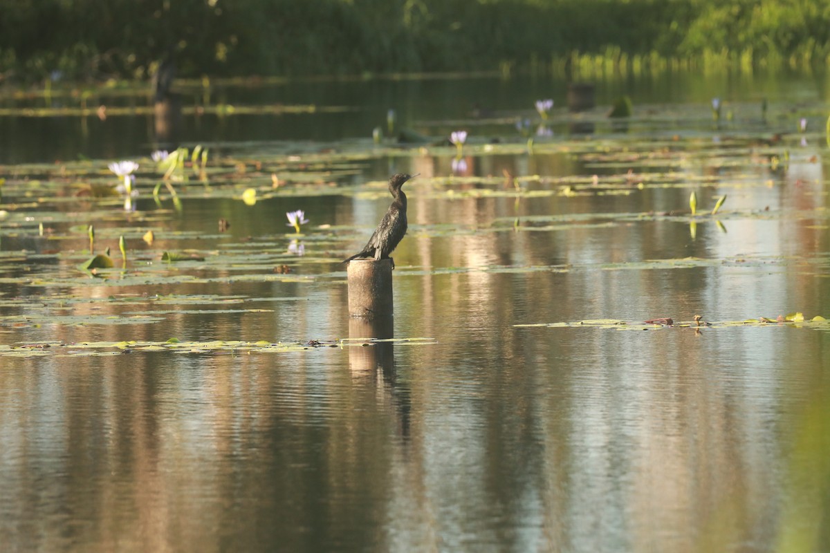 Little Black Cormorant - ML624566475