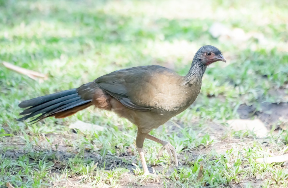 Chaco Chachalaca - ML624566477