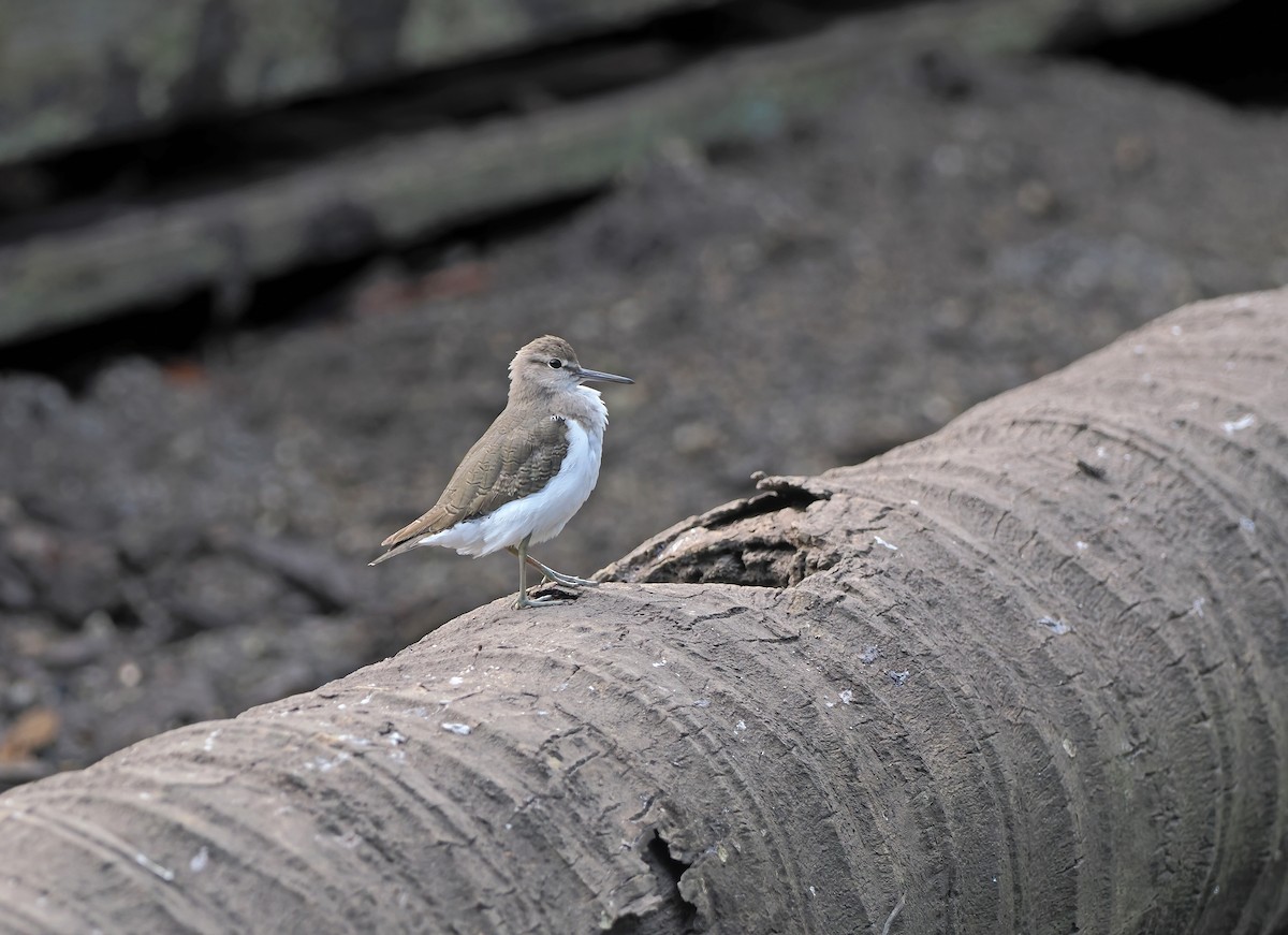 Common Sandpiper - ML624566481