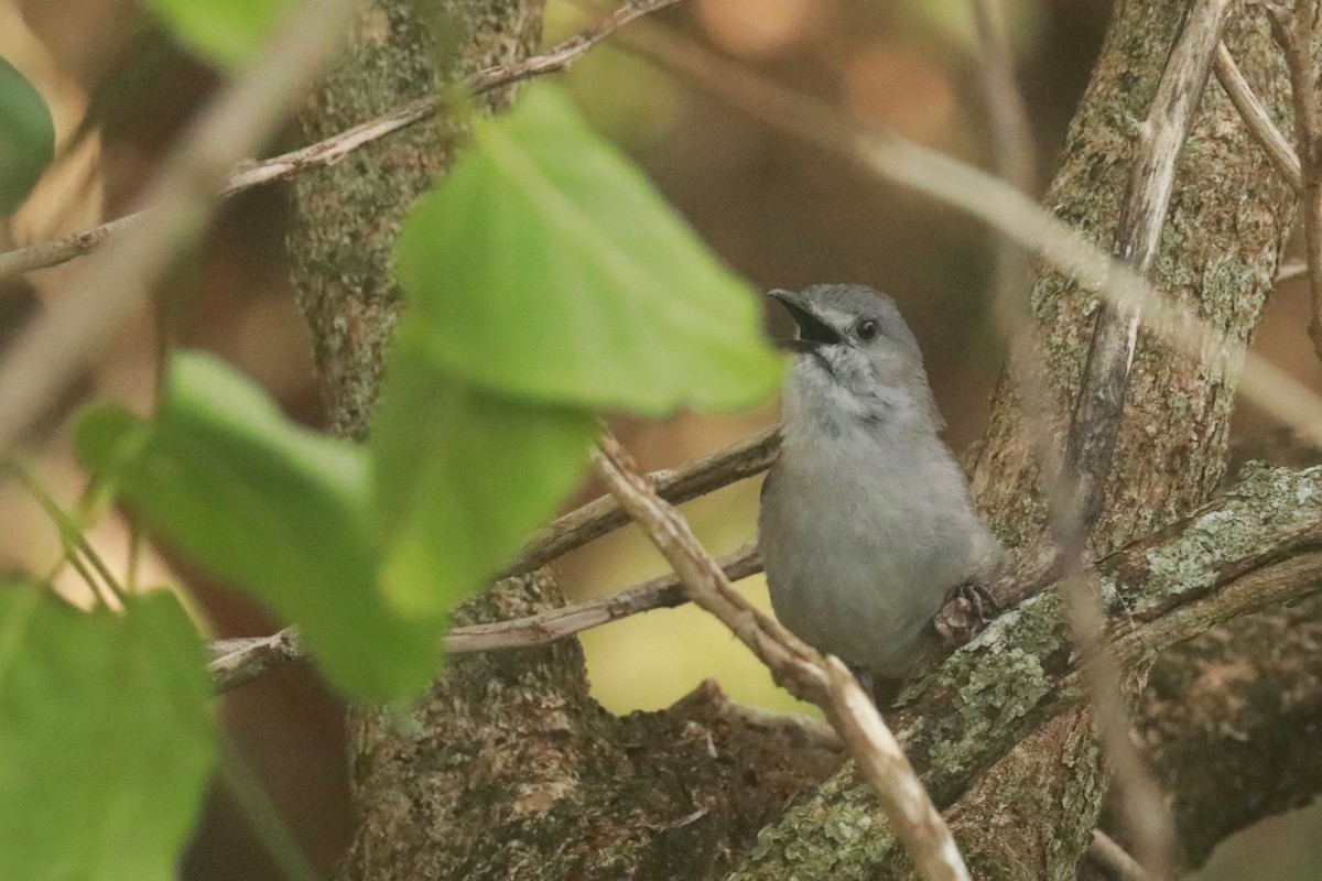 Gray Shrikethrush - David Vickers