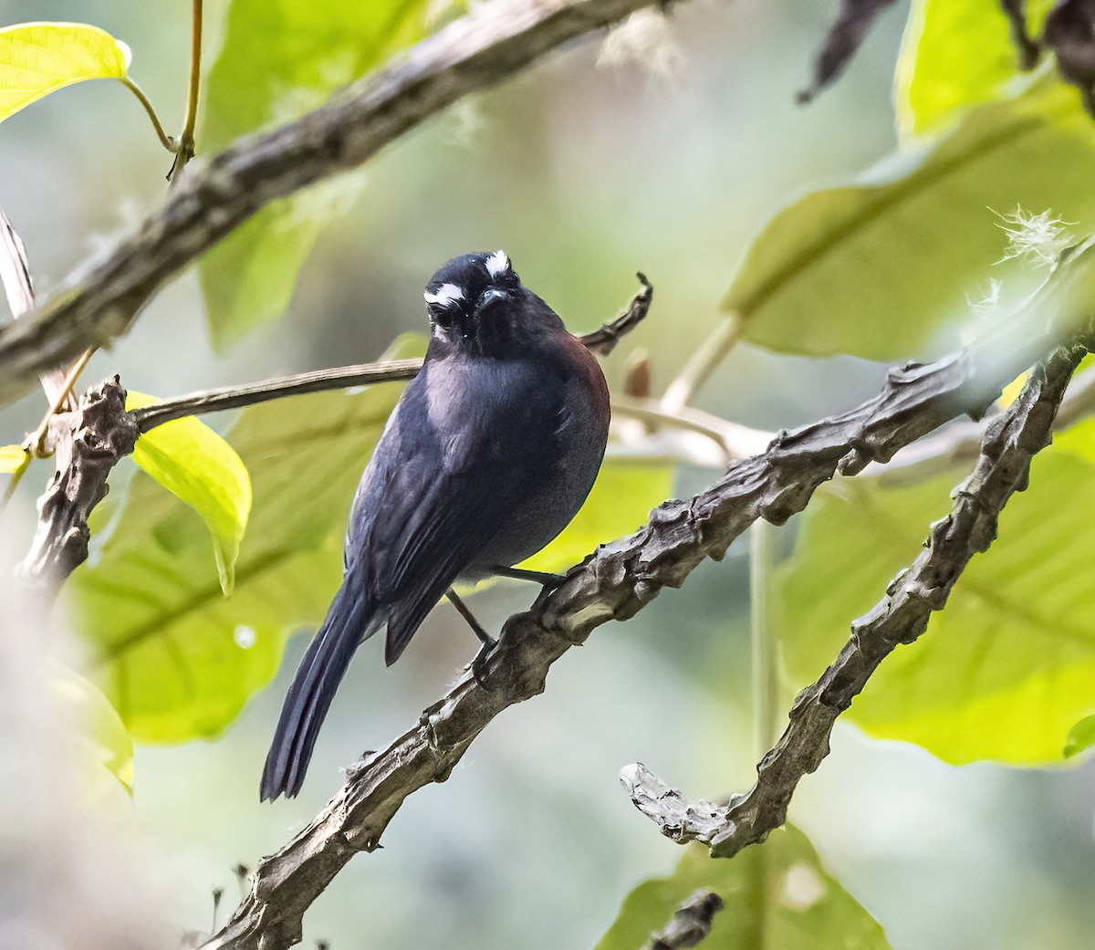 Maroon-belted Chat-Tyrant - ML624566483