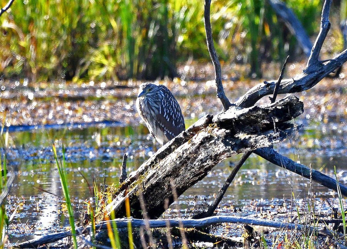 Black-crowned Night Heron - ML624566492