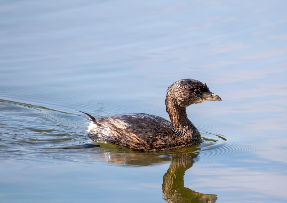 Pied-billed Grebe - ML624566495