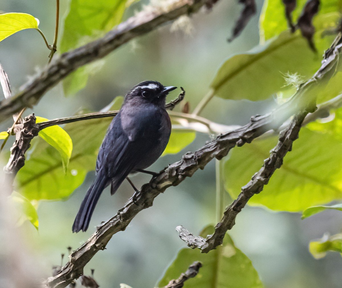 Maroon-belted Chat-Tyrant - ML624566497