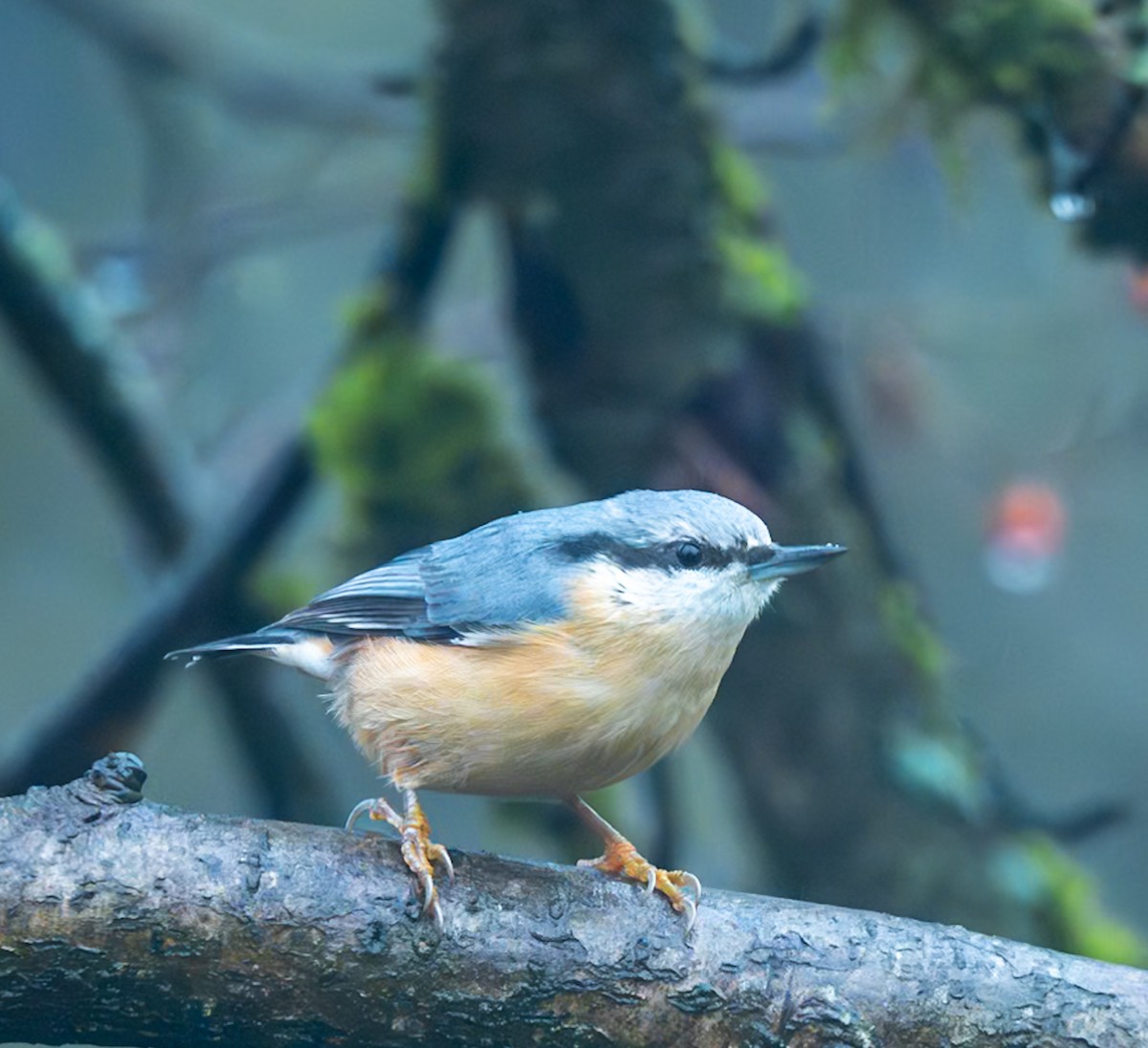 Eurasian Nuthatch - ML624566498