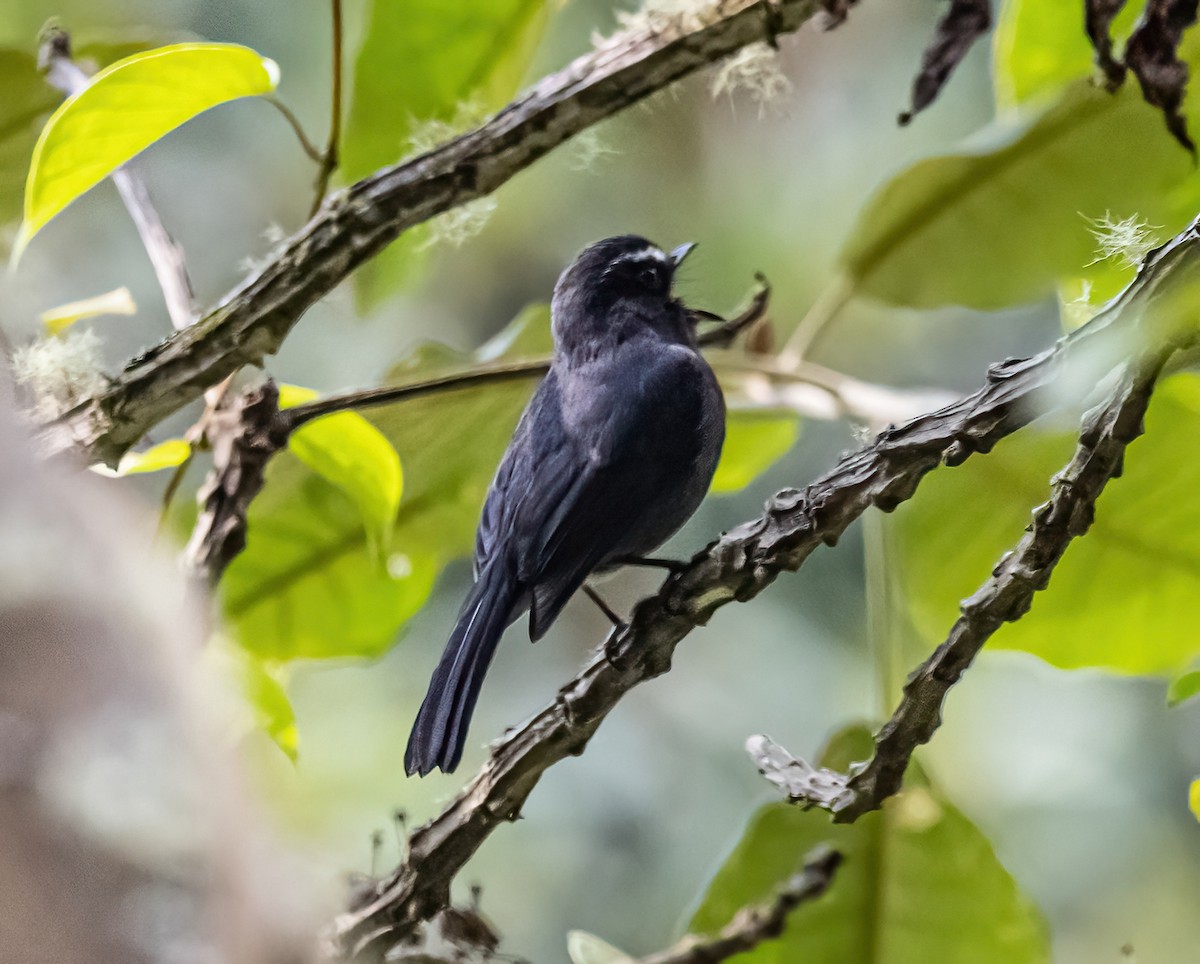 Maroon-belted Chat-Tyrant - ML624566502