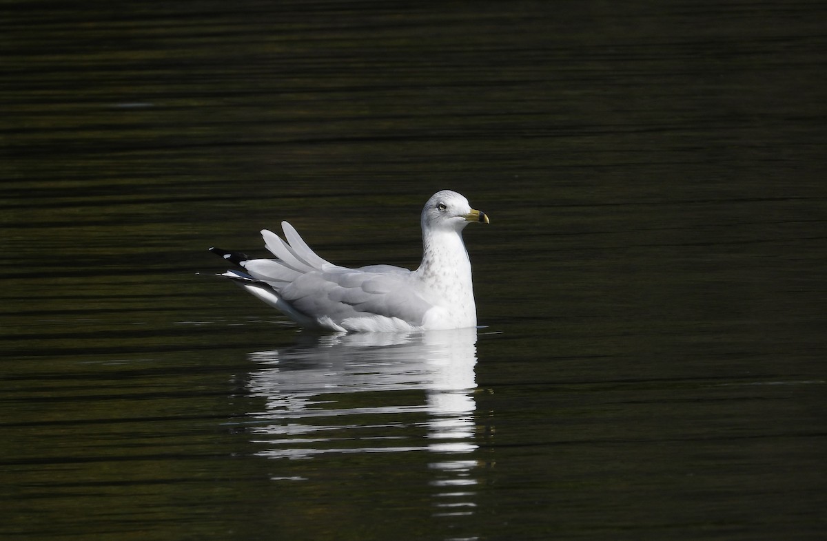 Ring-billed Gull - ML624566506