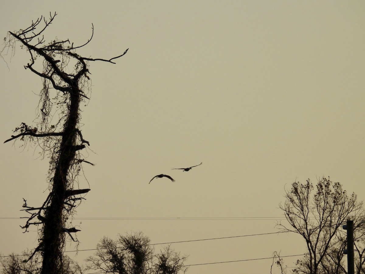 Sandhill Crane - Denise Rychlik